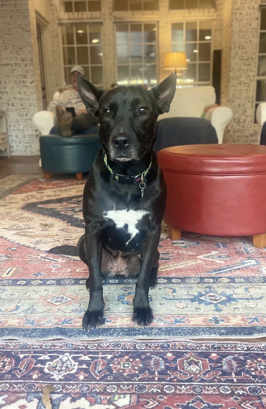 DOTTIE LONESTAR - Dutch Shepherd / Terrier available for adoption
