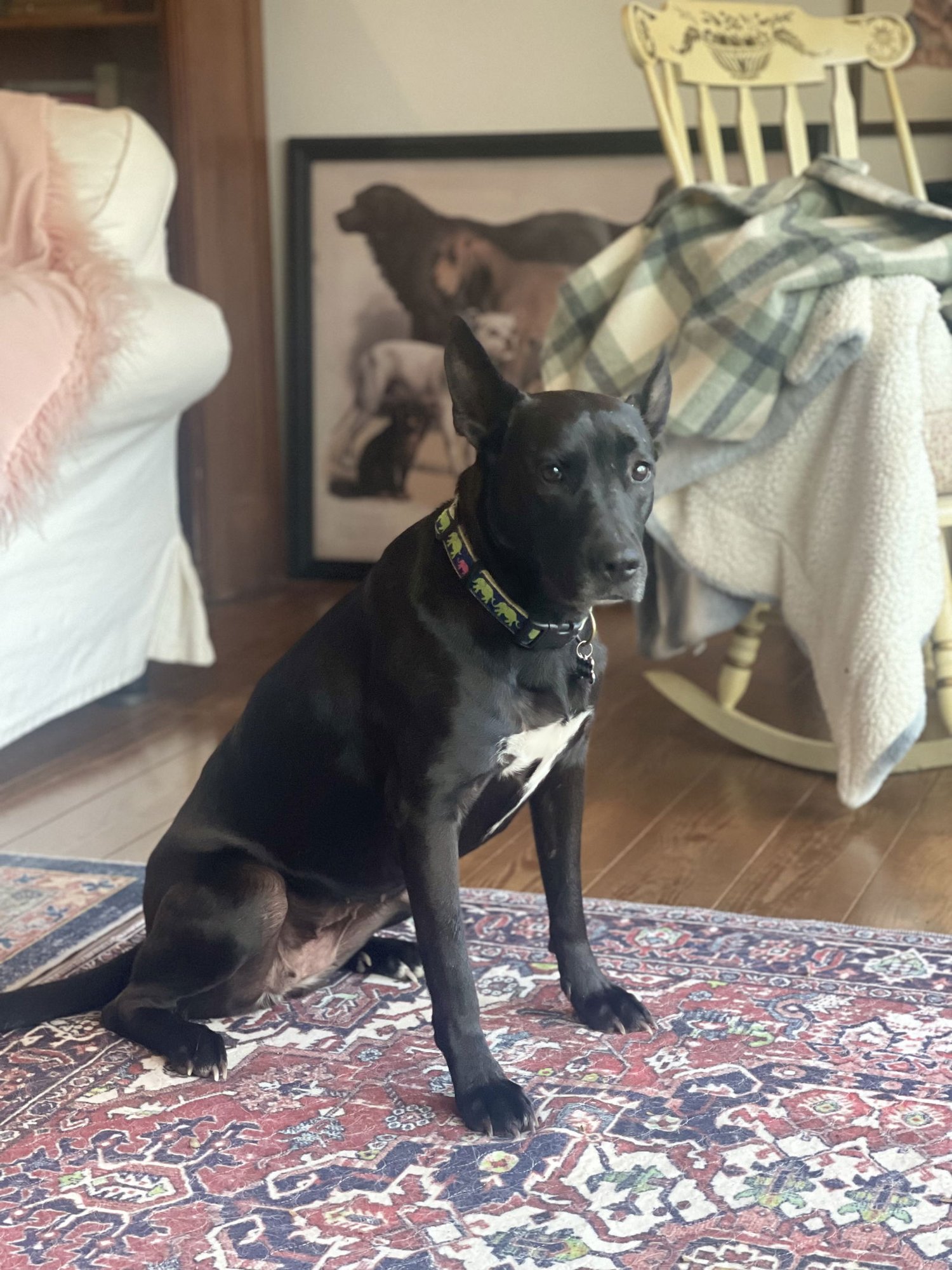 DOTTIE LONESTAR - Dutch Shepherd / Terrier available for adoption
