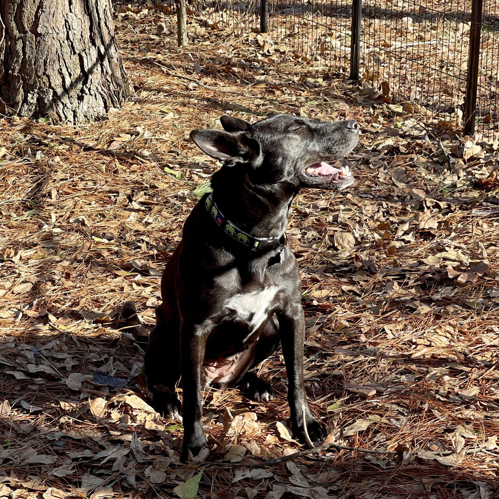 Dottie Lonestar - Photo 5