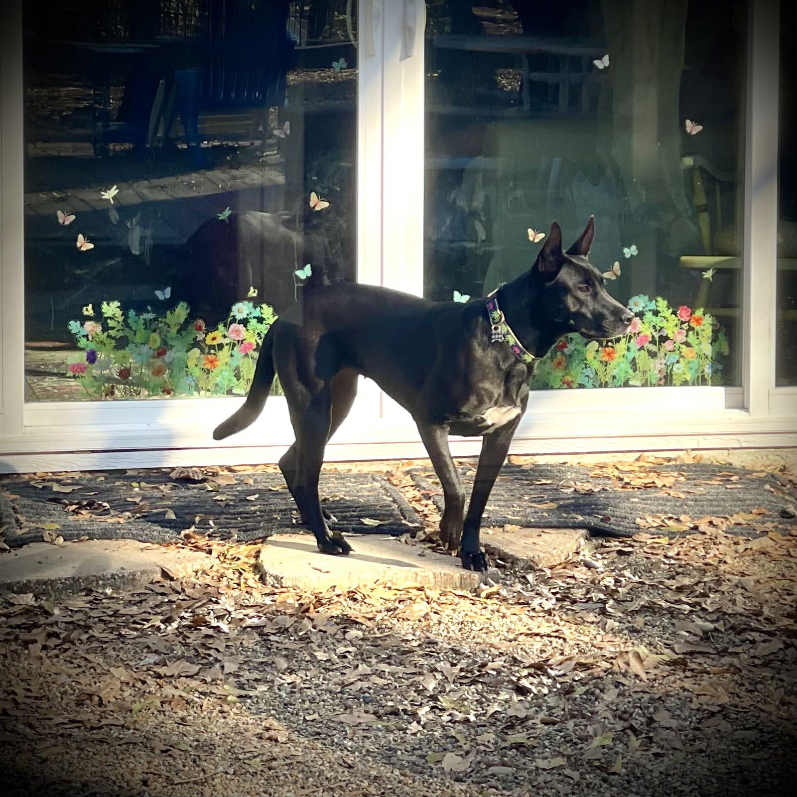 Dottie Lonestar - Photo 6