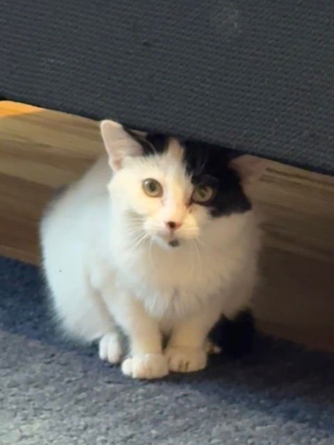 MAYOR - Domestic Short Hair available for adoption