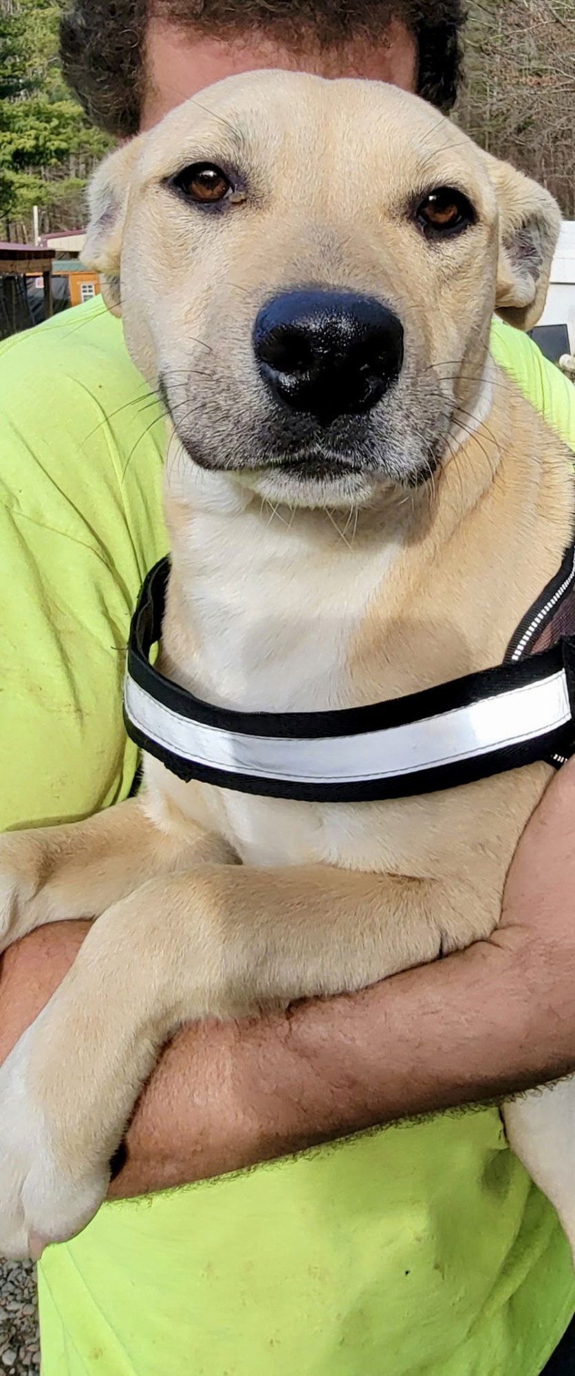 CASEY RDS - Labrador Retriever / Hound available for adoption