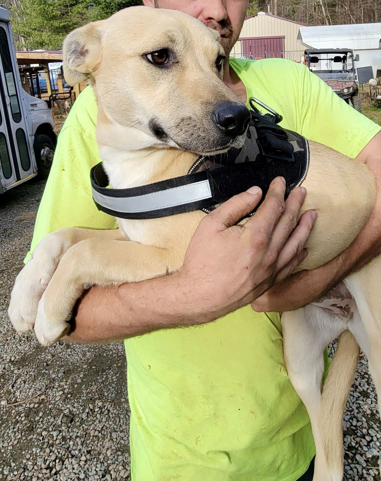 CASEY RDS - Labrador Retriever / Hound available for adoption