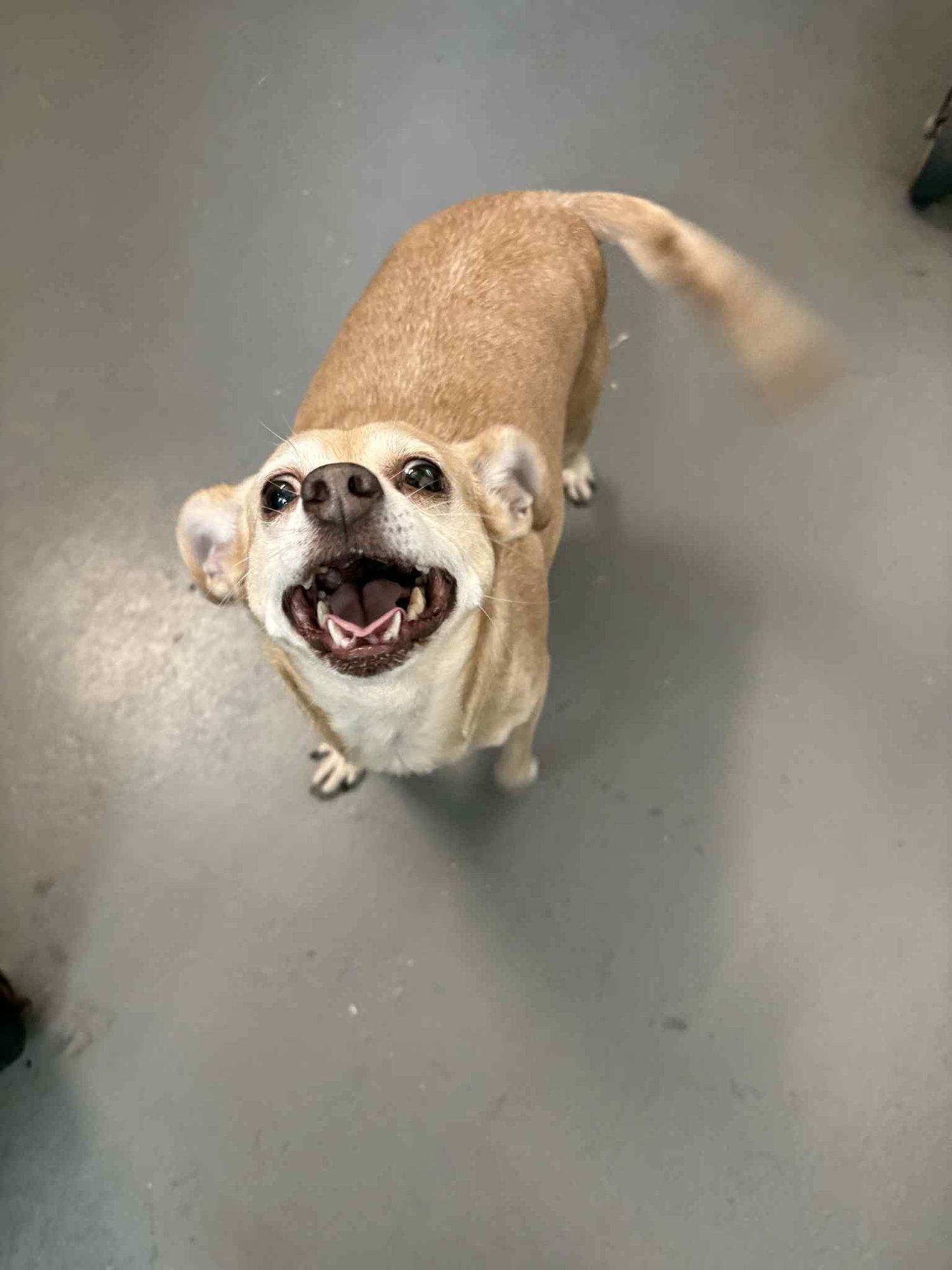 GOLDIE HC - Chihuahua available for adoption