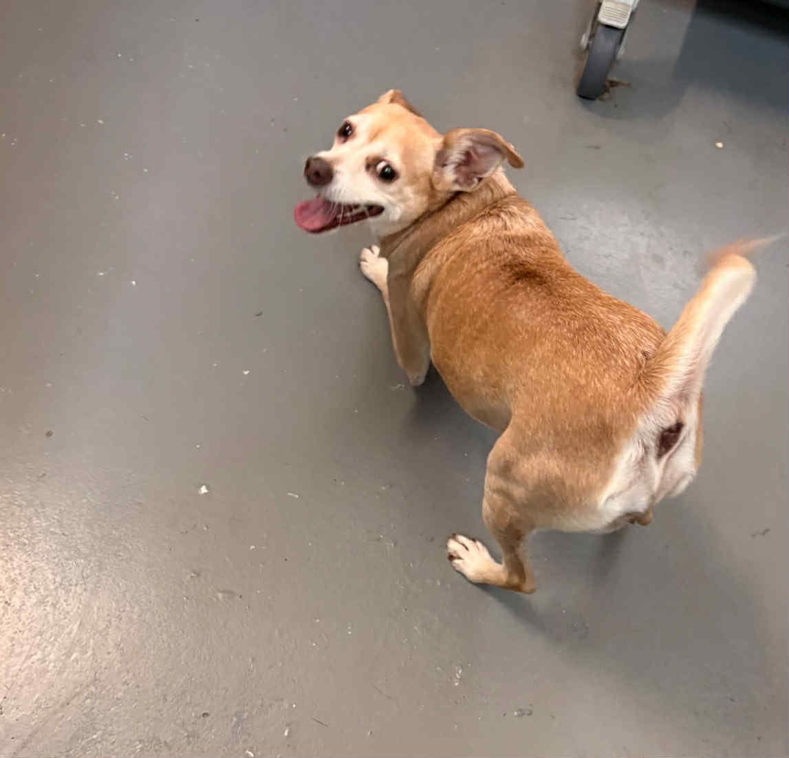 GOLDIE HC - Chihuahua available for adoption