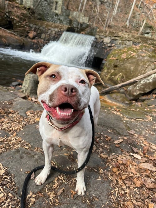 SANDY NJ - American Staffordshire Terrier available for adoption