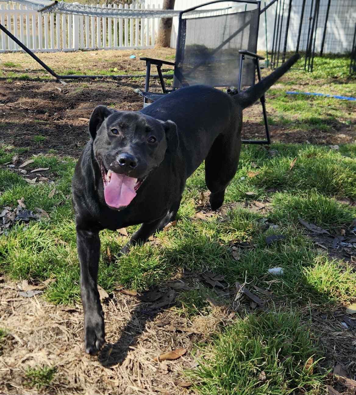 CORAL HC - Black Labrador Retriever available for adoption