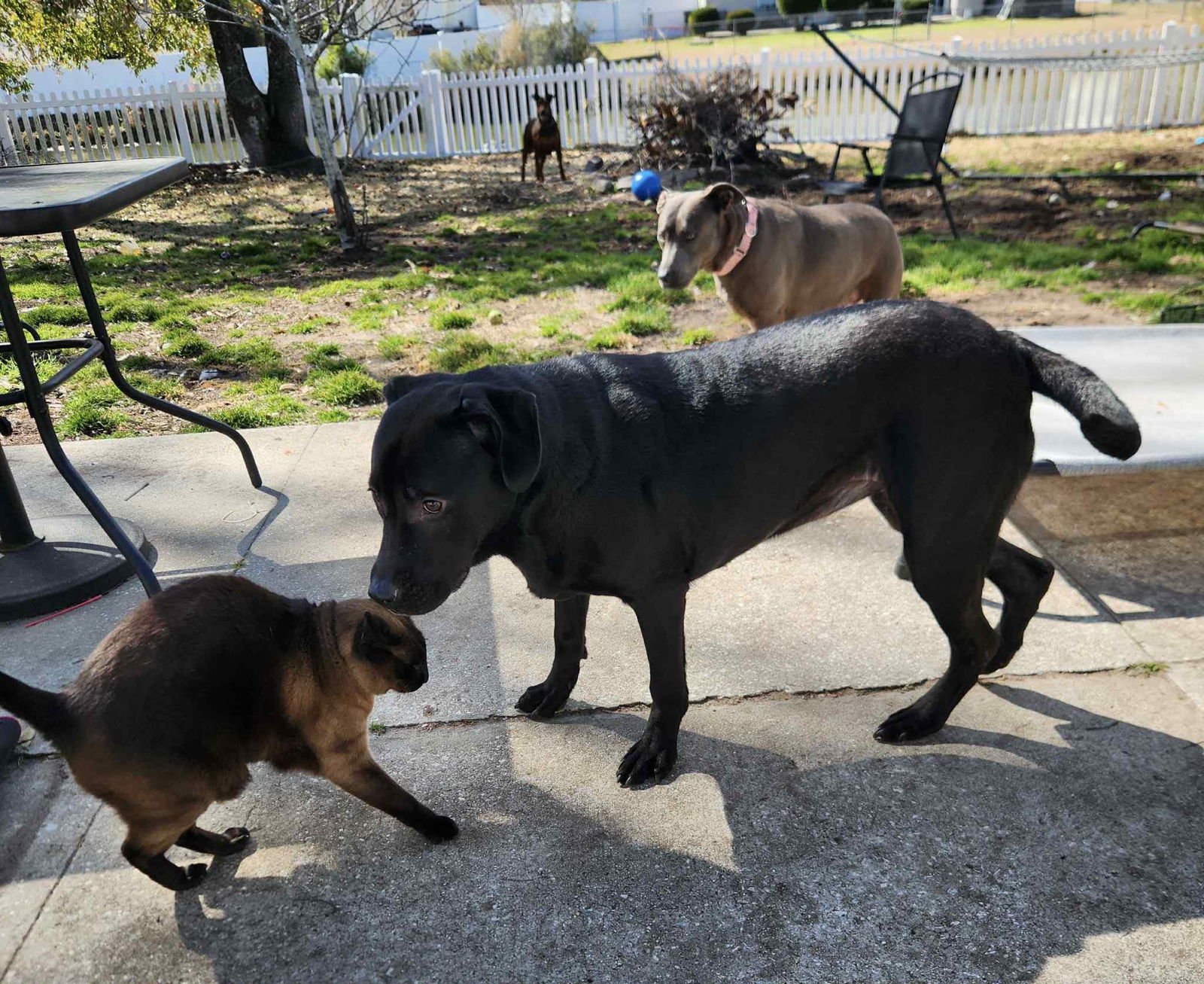 CORAL HC - Black Labrador Retriever available for adoption