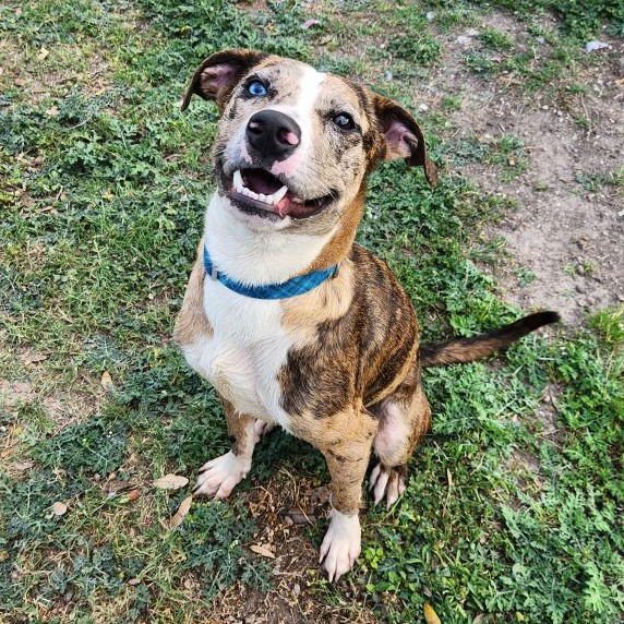 NEBULA GCH - Catahoula Leopard Dog available for adoption