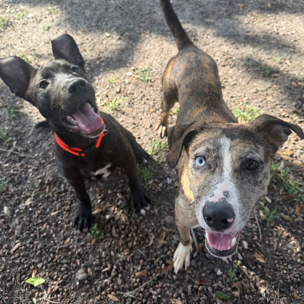 NEBULA GCH - Catahoula Leopard Dog available for adoption