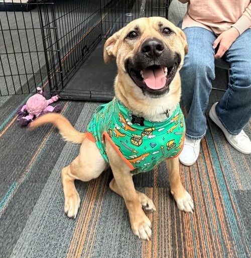 DOUG ATHENS - Black Mouth Cur available for adoption