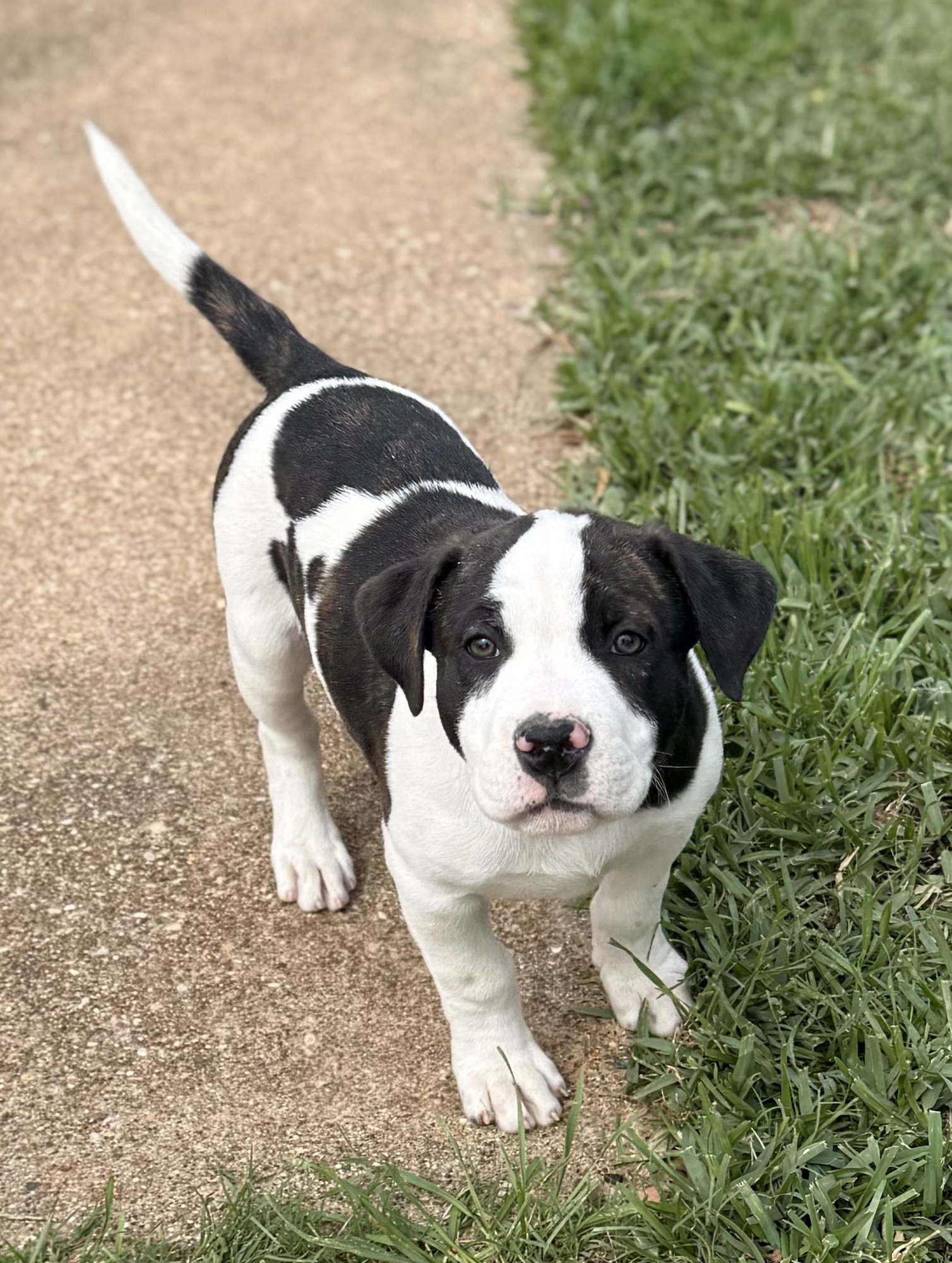 STEVE LONESTAR - American Pit Bull Terrier / Boxer available for adoption