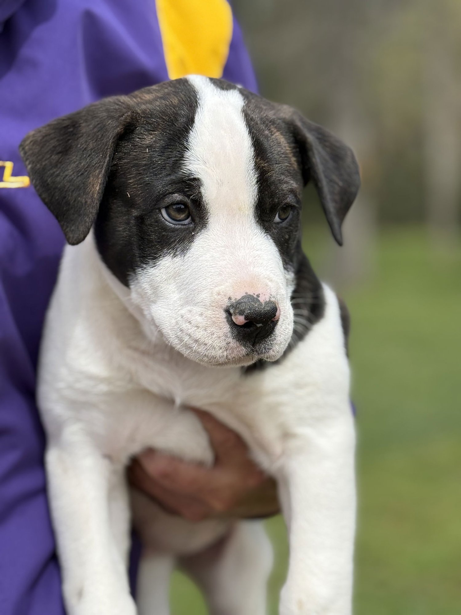 STEVE LONESTAR - American Pit Bull Terrier / Boxer available for adoption