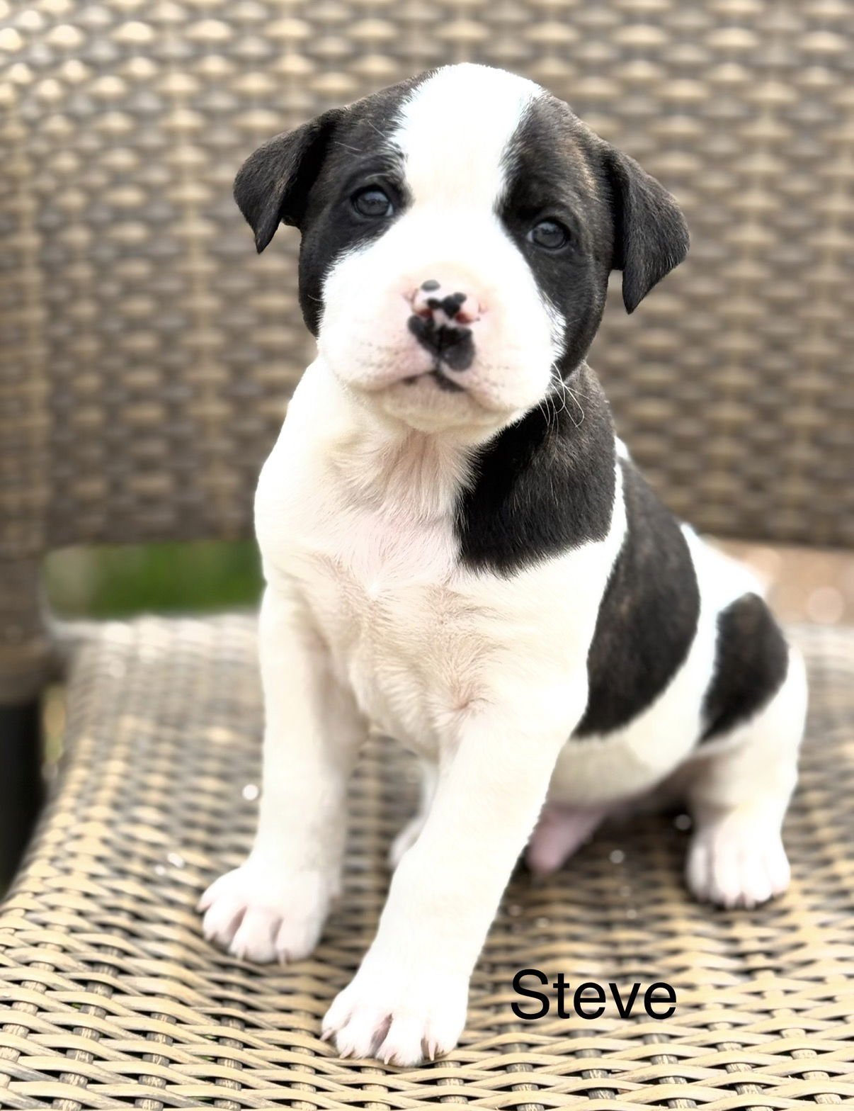 Steve Lonestar - Photo 3