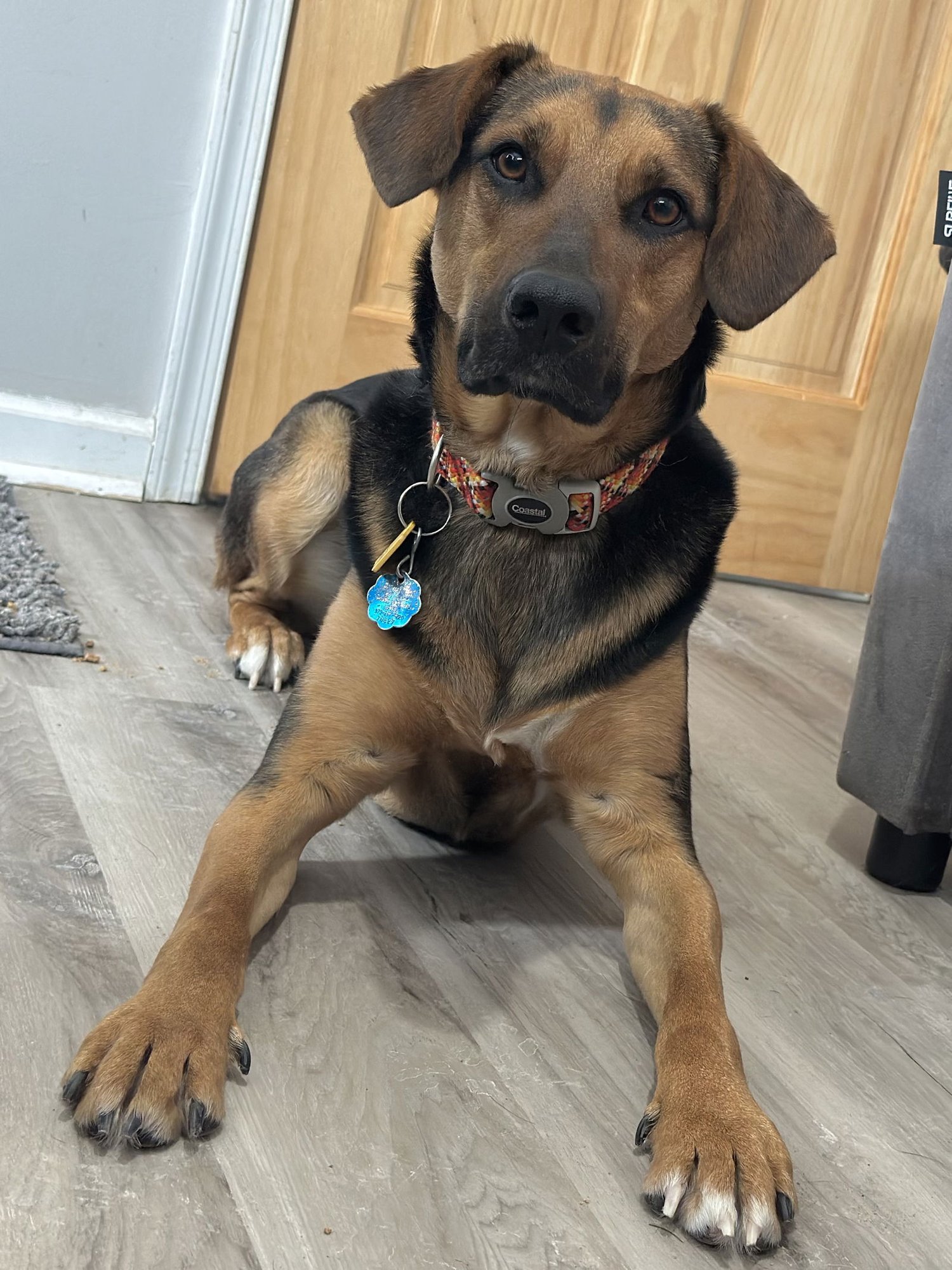 DOBBY SCAS - Shepherd available for adoption