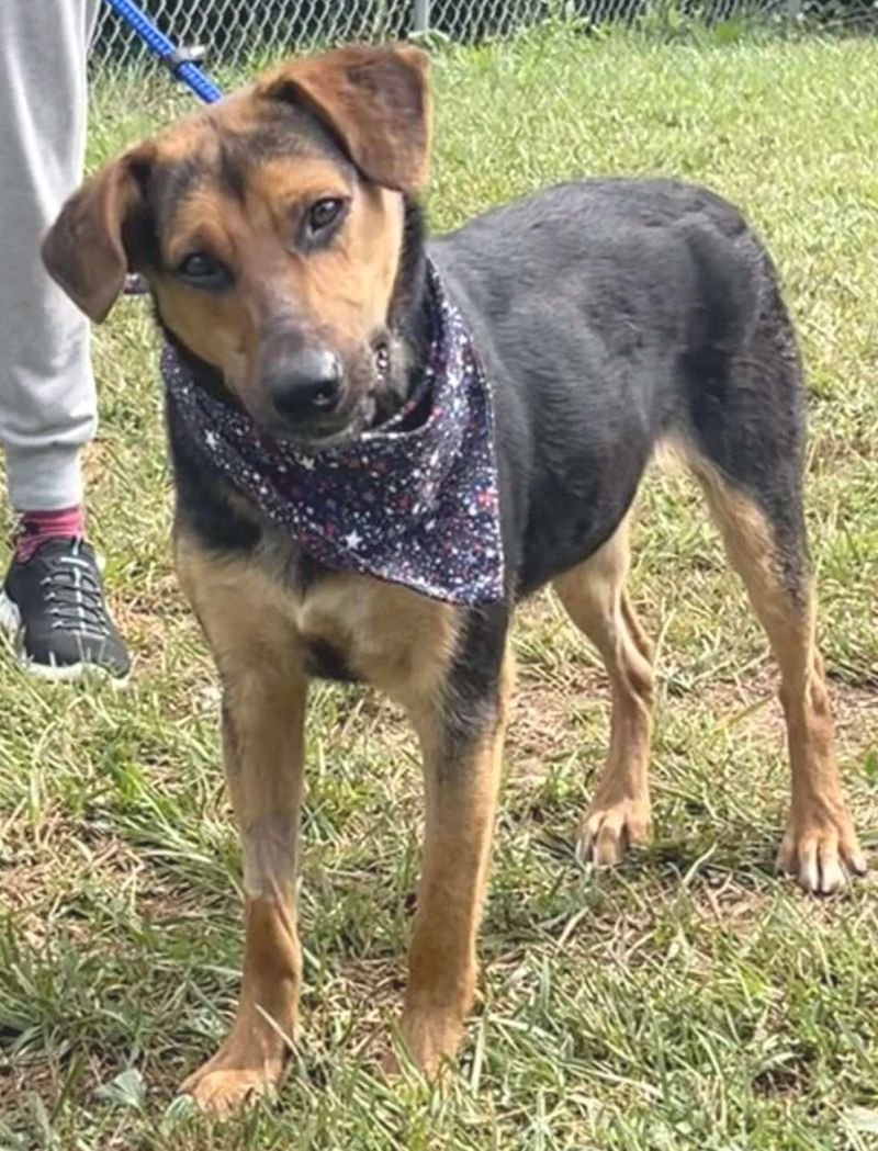 Dobby SCAS - Photo 3