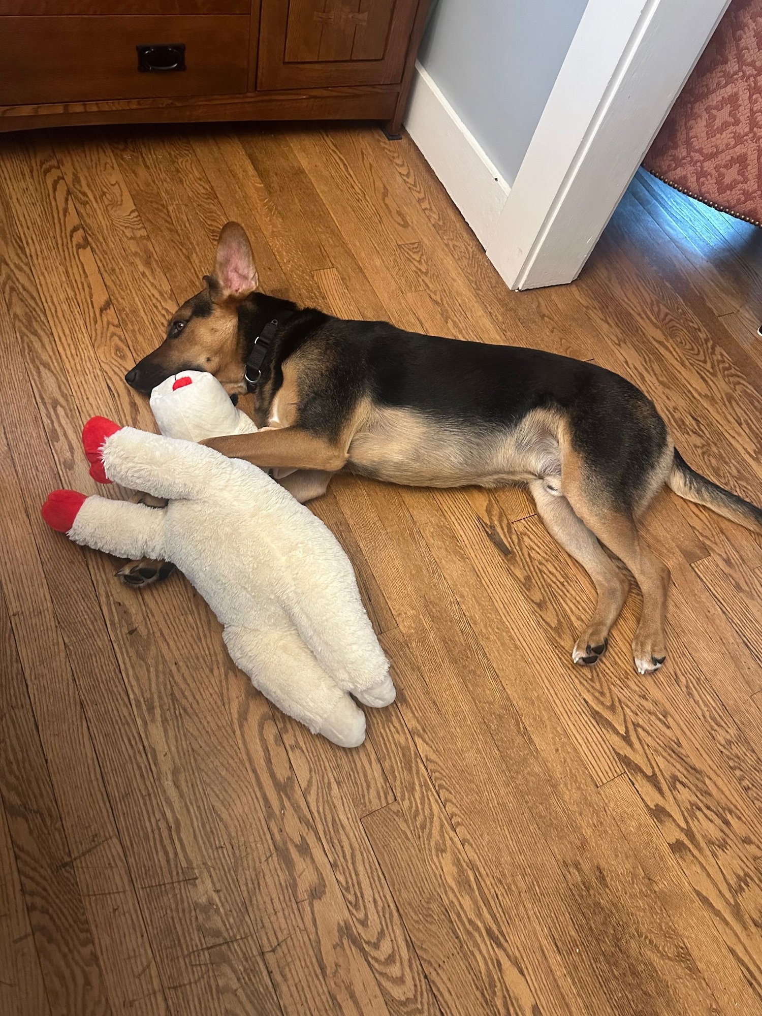 Dobby SCAS - Photo 4