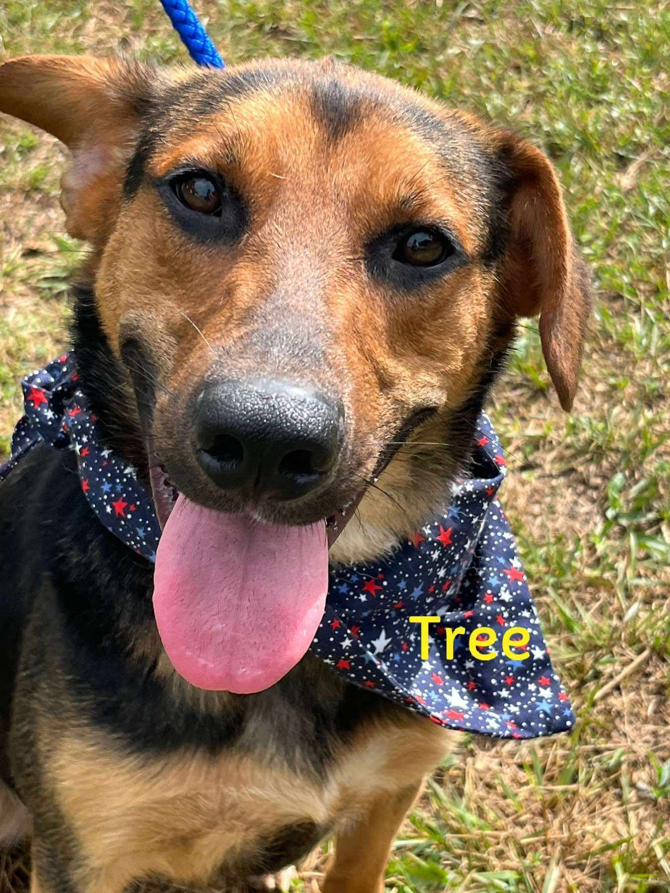 Dobby SCAS - Photo 5