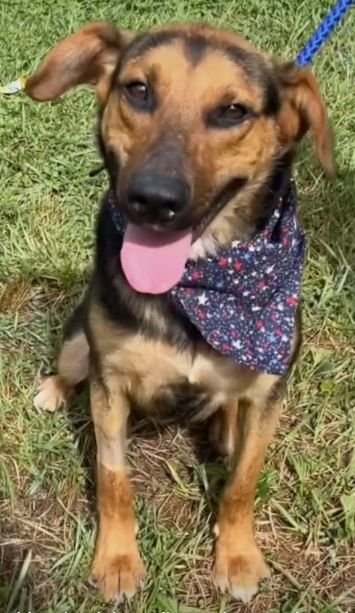 Dobby SCAS - Photo 6