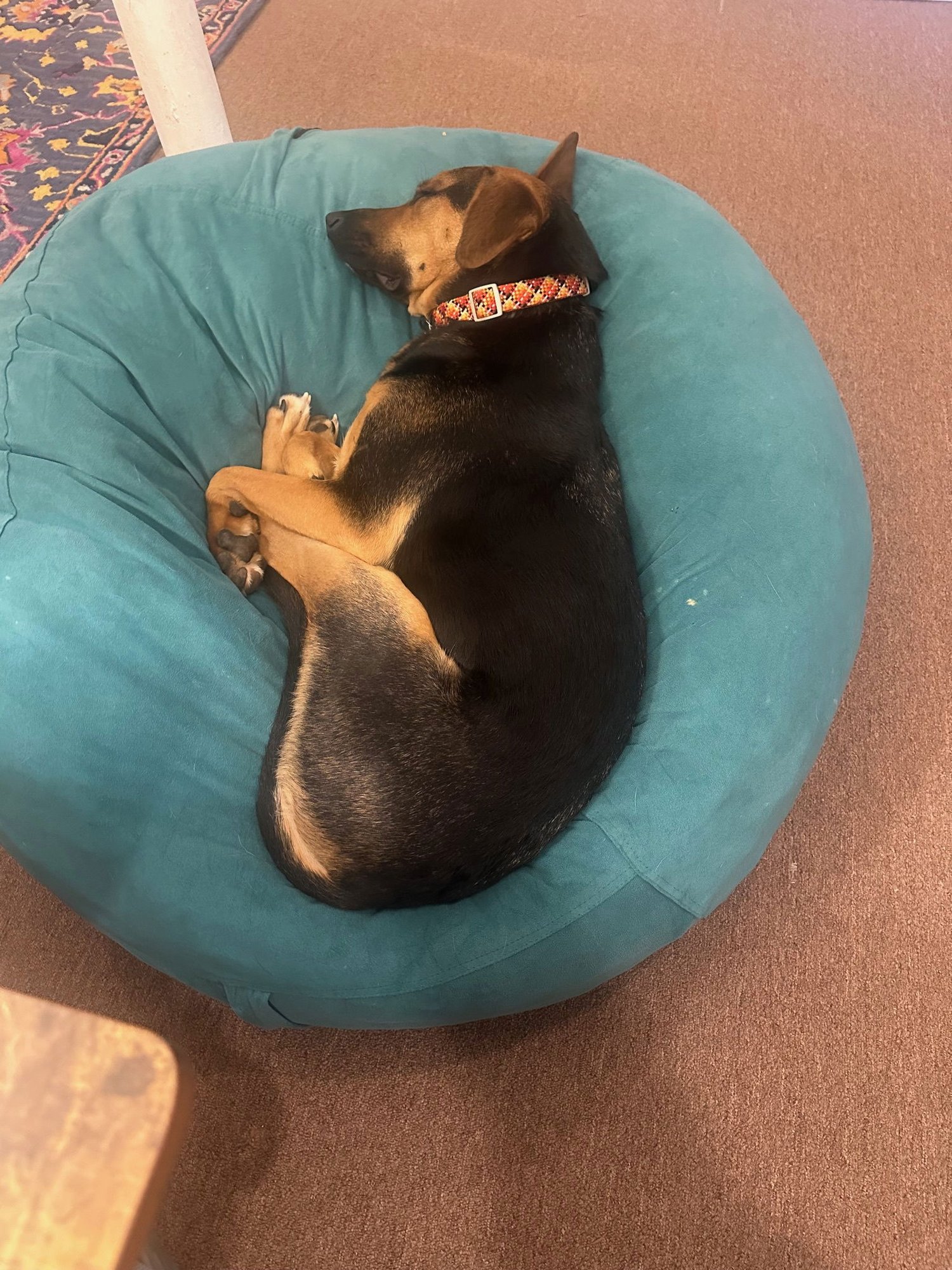 Dobby SCAS - Photo 7