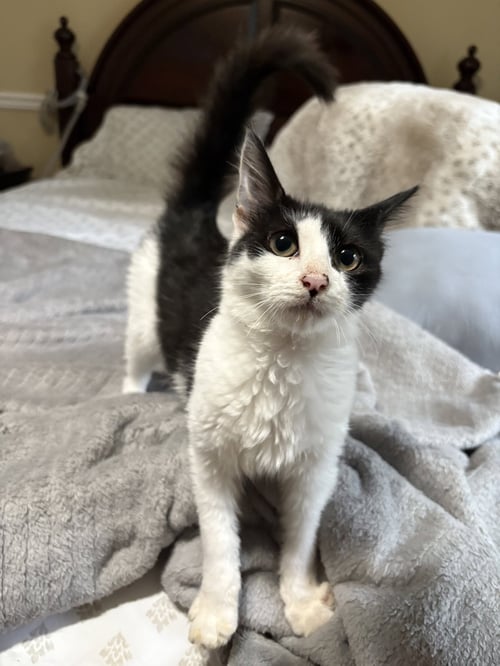 OLIVE - Domestic Short Hair available for adoption