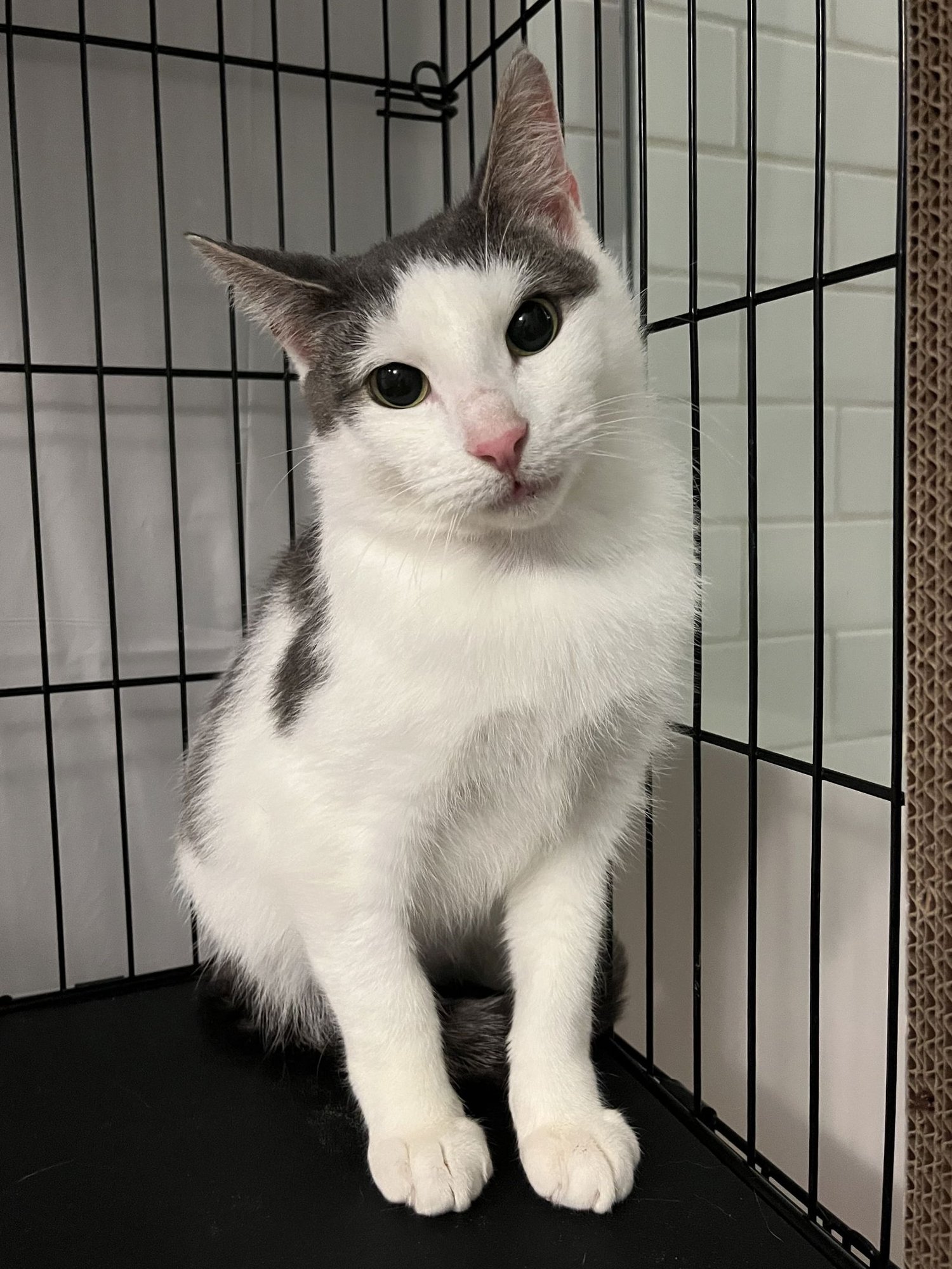 ASHER RM - Domestic Short Hair available for adoption