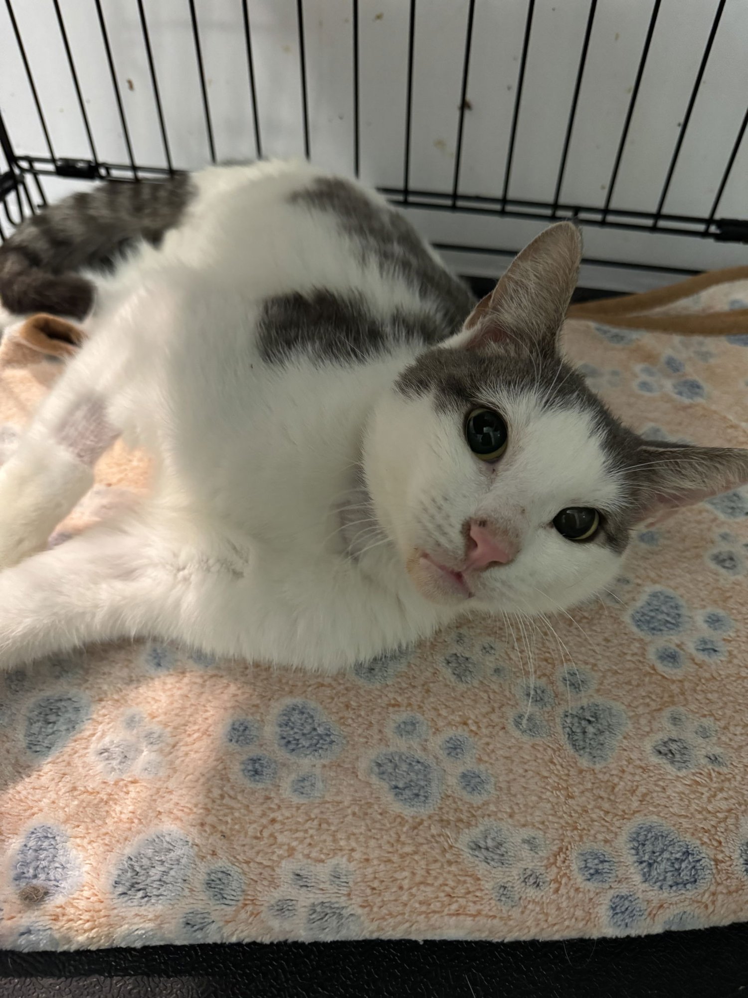 ASHER RM - Domestic Short Hair available for adoption