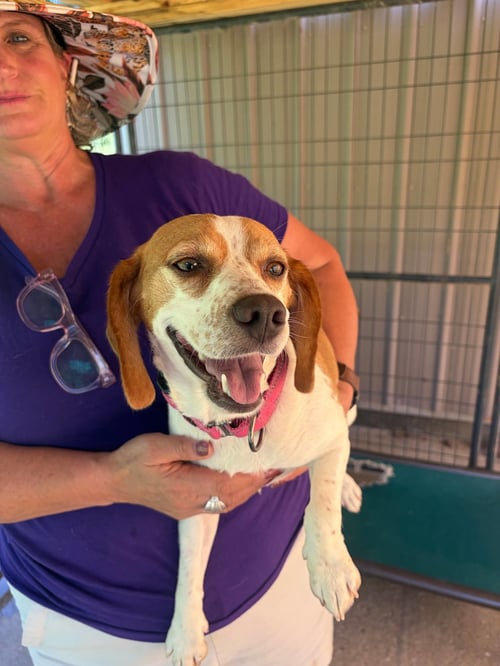 MIRACLE SCAS - Beagle available for adoption
