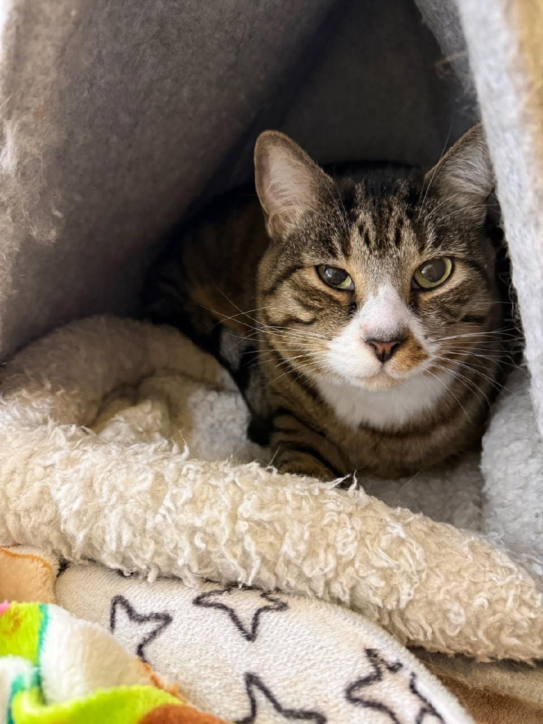 APOLLO RM - Domestic Short Hair available for adoption