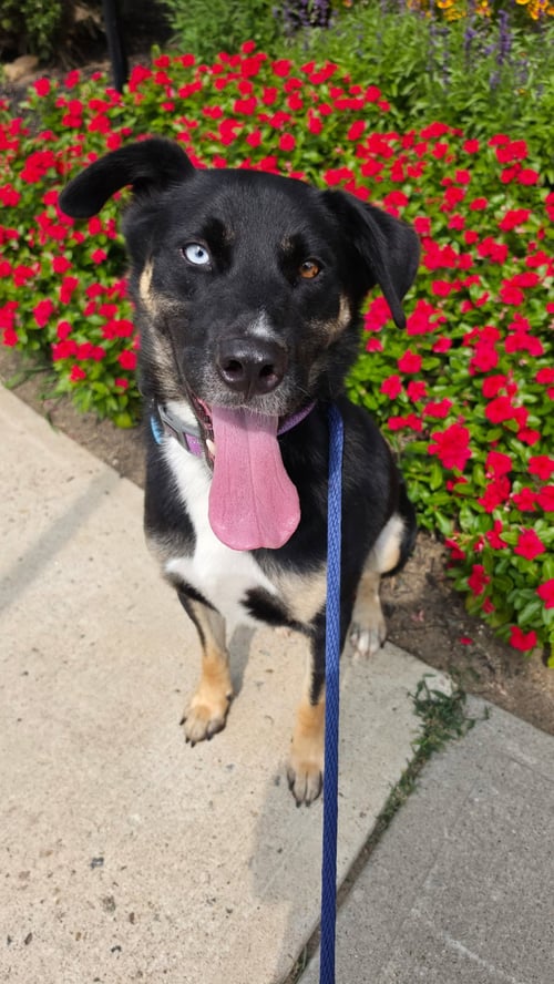 CALEB DIXON - Shepherd / Husky available for adoption