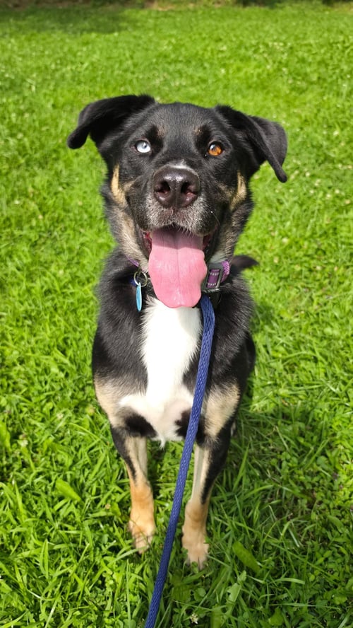 CALEB DIXON - Shepherd / Husky available for adoption