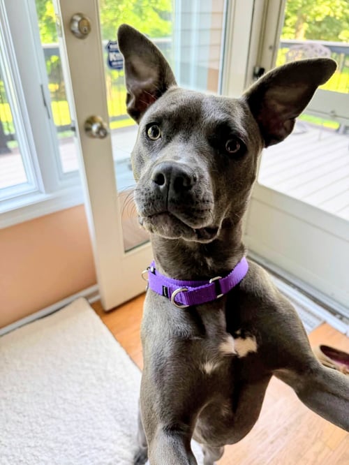LAMBO ATHENS - Pit Bull Terrier available for adoption
