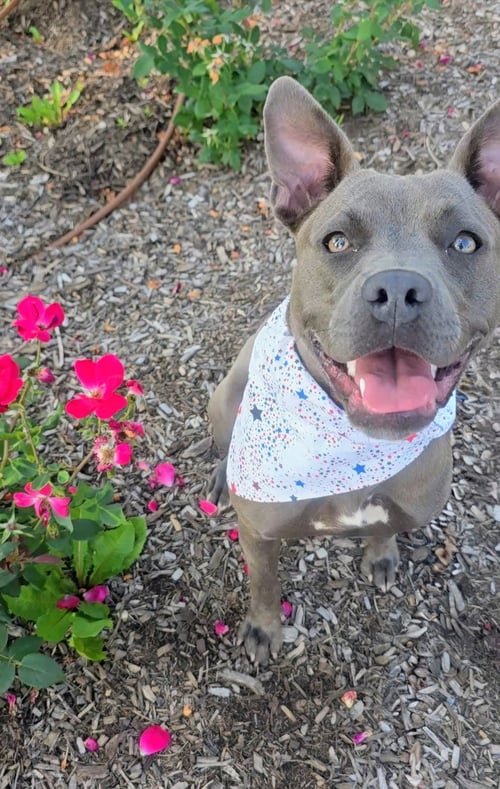 LAMBO ATHENS - Pit Bull Terrier available for adoption
