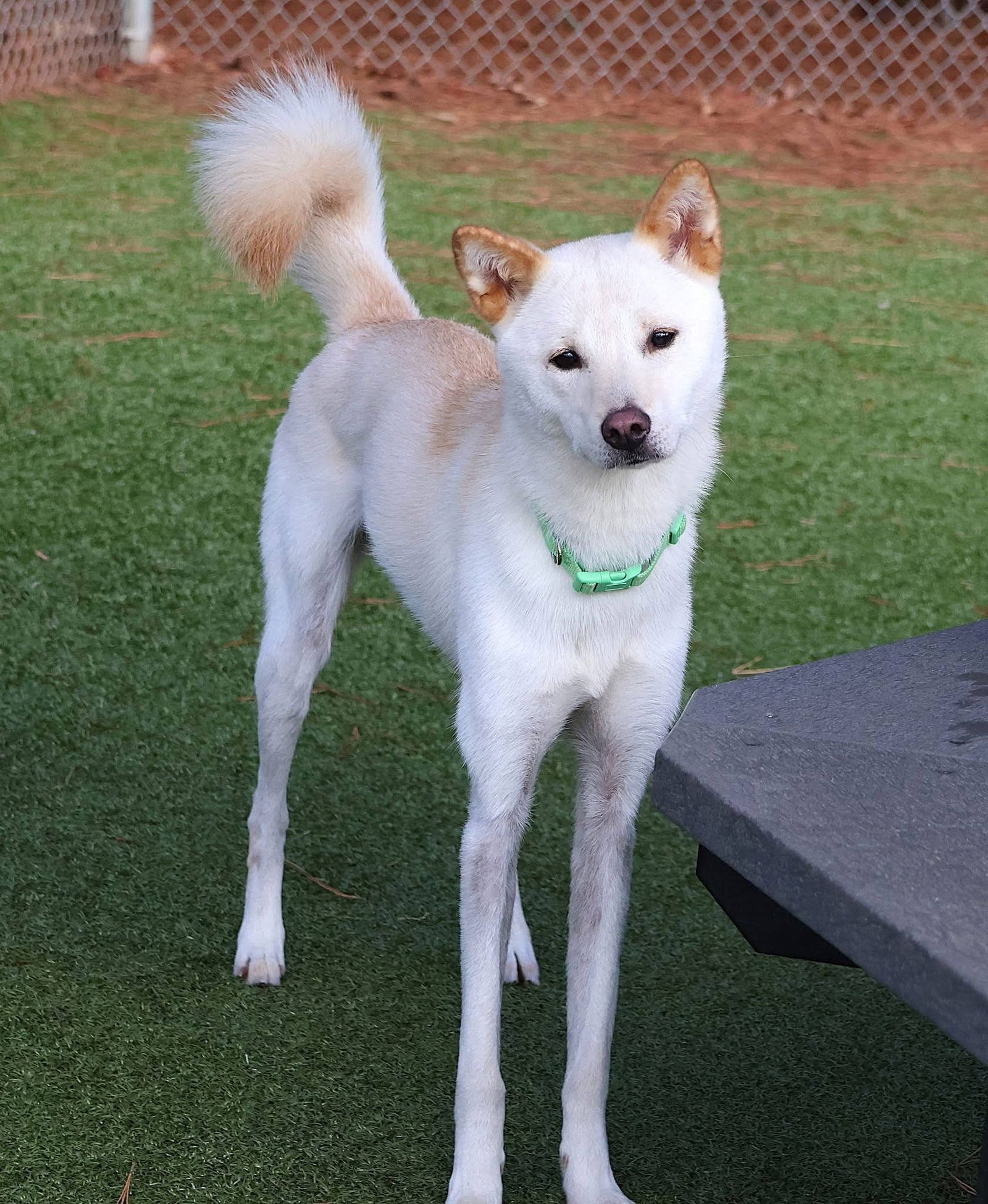 LOLA ATHENS - Jindo (Korean) available for adoption