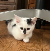 Jean's Sansa KITTEN - Photo 1