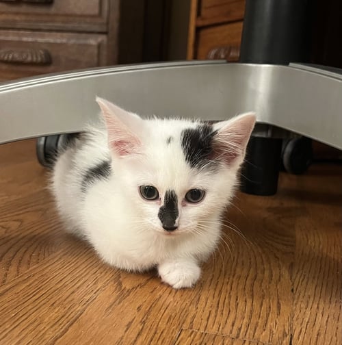 JEAN'S SANSA KITTEN - Domestic Short Hair available for adoption