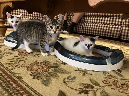 JEAN'S SANSA KITTEN - Domestic Short Hair available for adoption