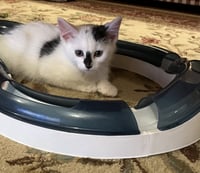 Jean's Sansa KITTEN - Photo 5