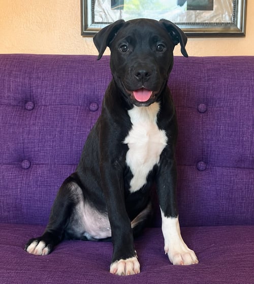SPENCER LONESTAR - Labrador Retriever available for adoption