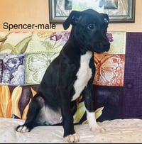 Spencer Lonestar - Photo 2
