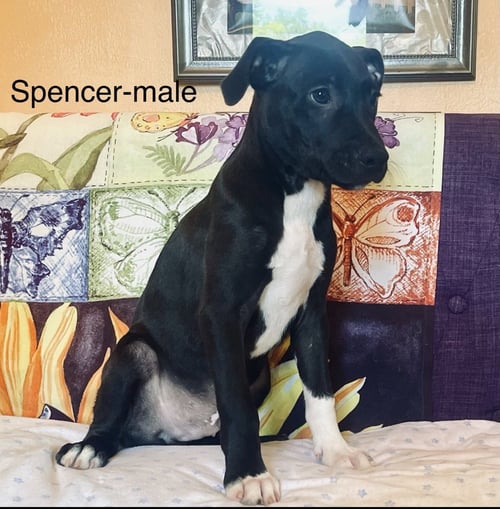 SPENCER LONESTAR - Labrador Retriever available for adoption