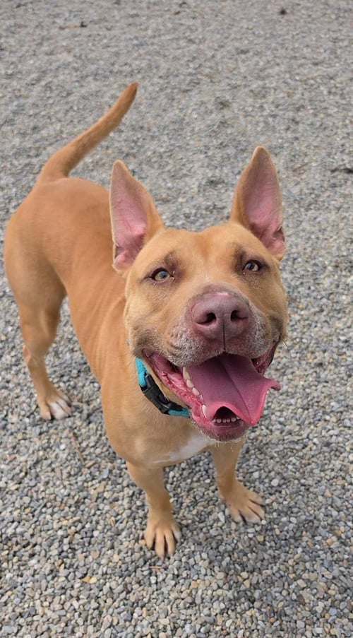 DODGER LIZMAN - Carolina Dog / Pharaoh Hound available for adoption