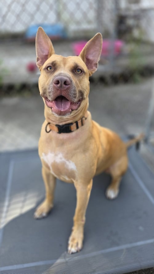 DODGER LIZMAN - Carolina Dog / Pharaoh Hound available for adoption