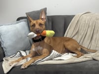 Dodger Lizman - Photo 16