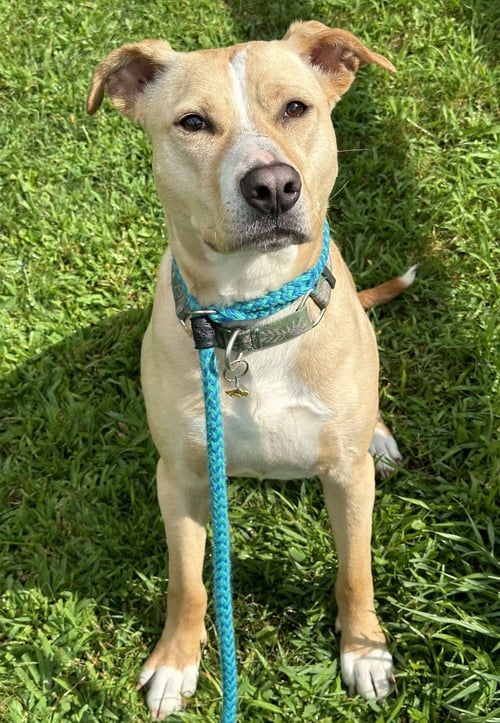 LAYLA MOMMA DESSIN - Labrador Retriever / Terrier available for adoption