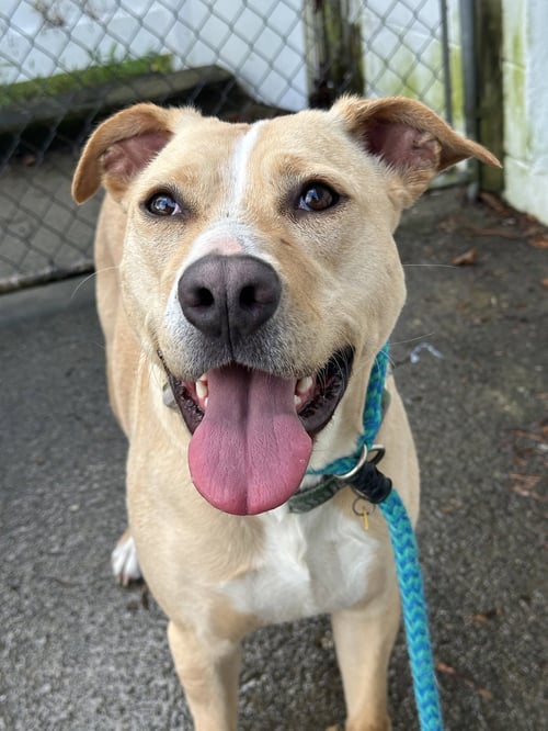 LAYLA MOMMA DESSIN - Labrador Retriever / Terrier available for adoption