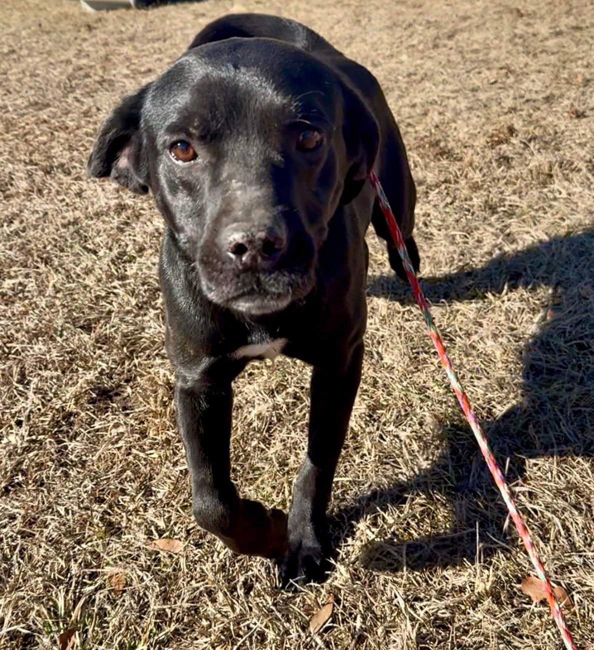 TIGGER DIXON - Black Labrador Retriever available for adoption