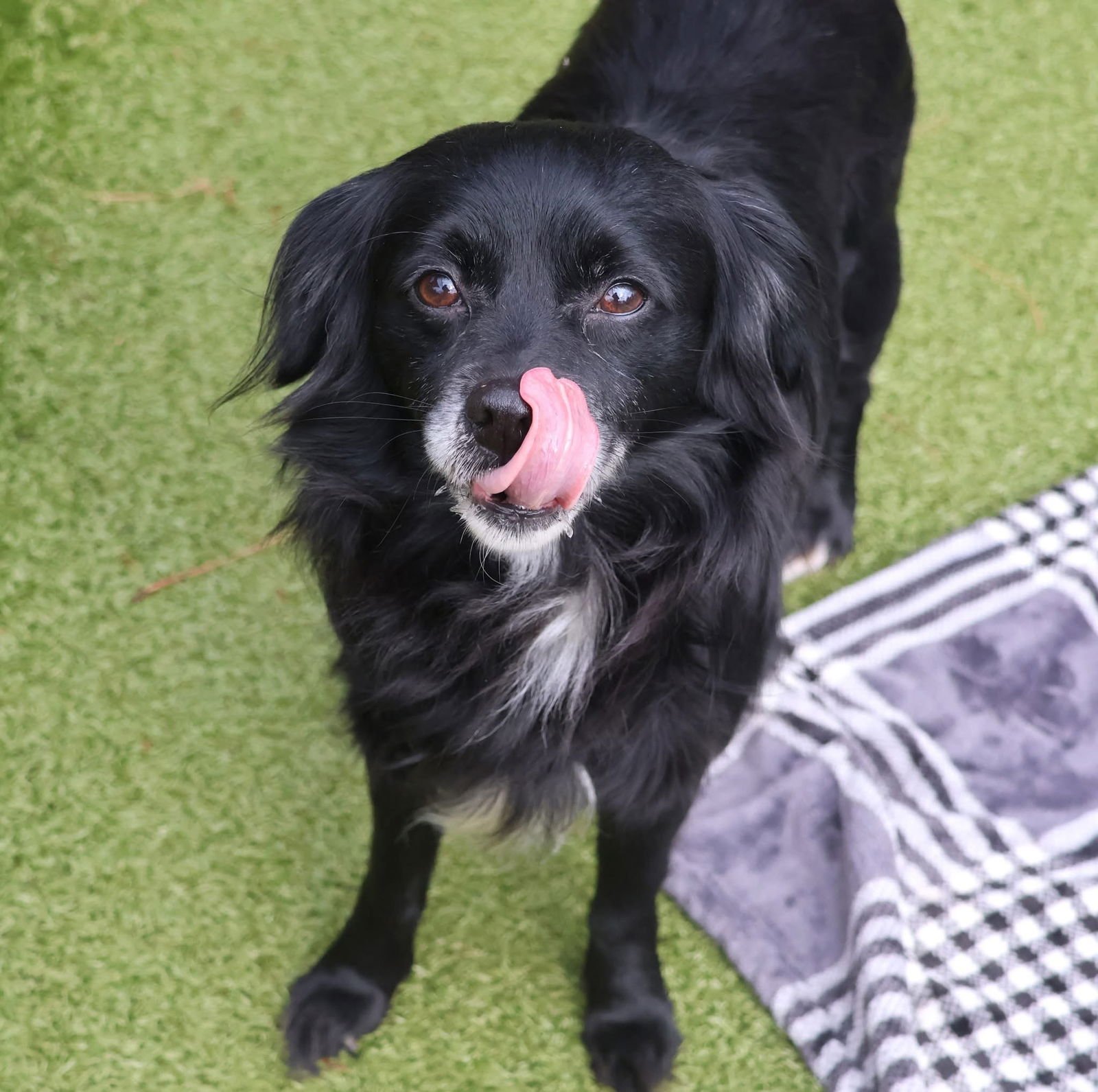 SMOKEY ATHENS - Flat-coated Retriever / Cavalier King Charles Spaniel available for adoption