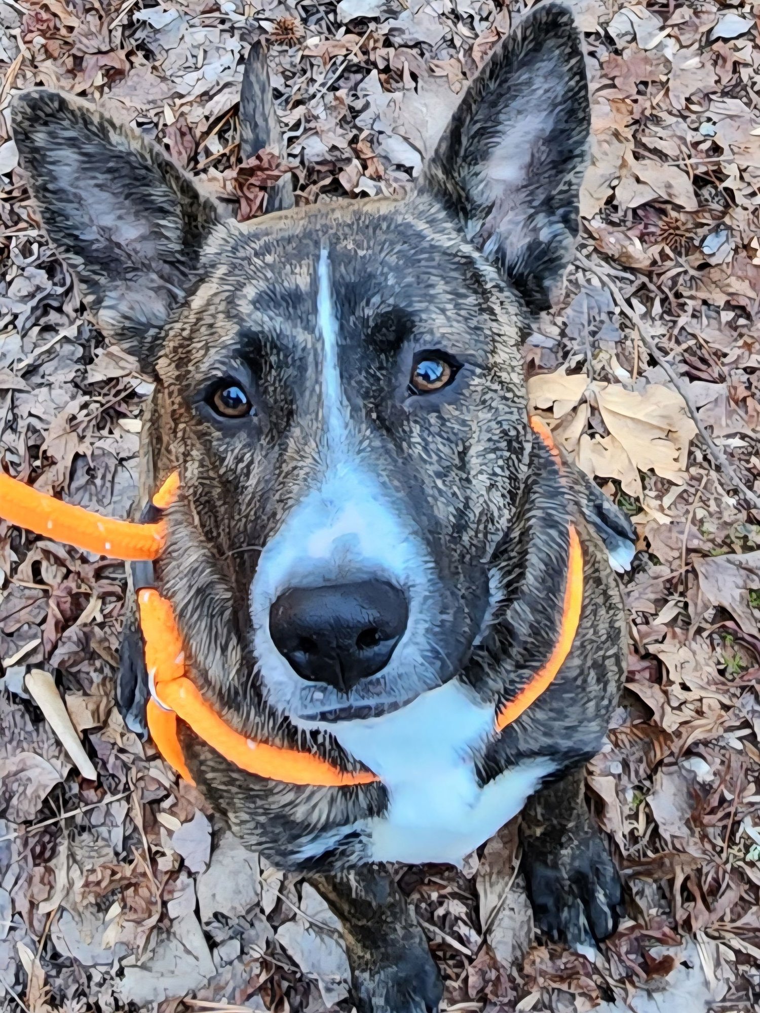 BEAN SCAS - Carolina Dog available for adoption