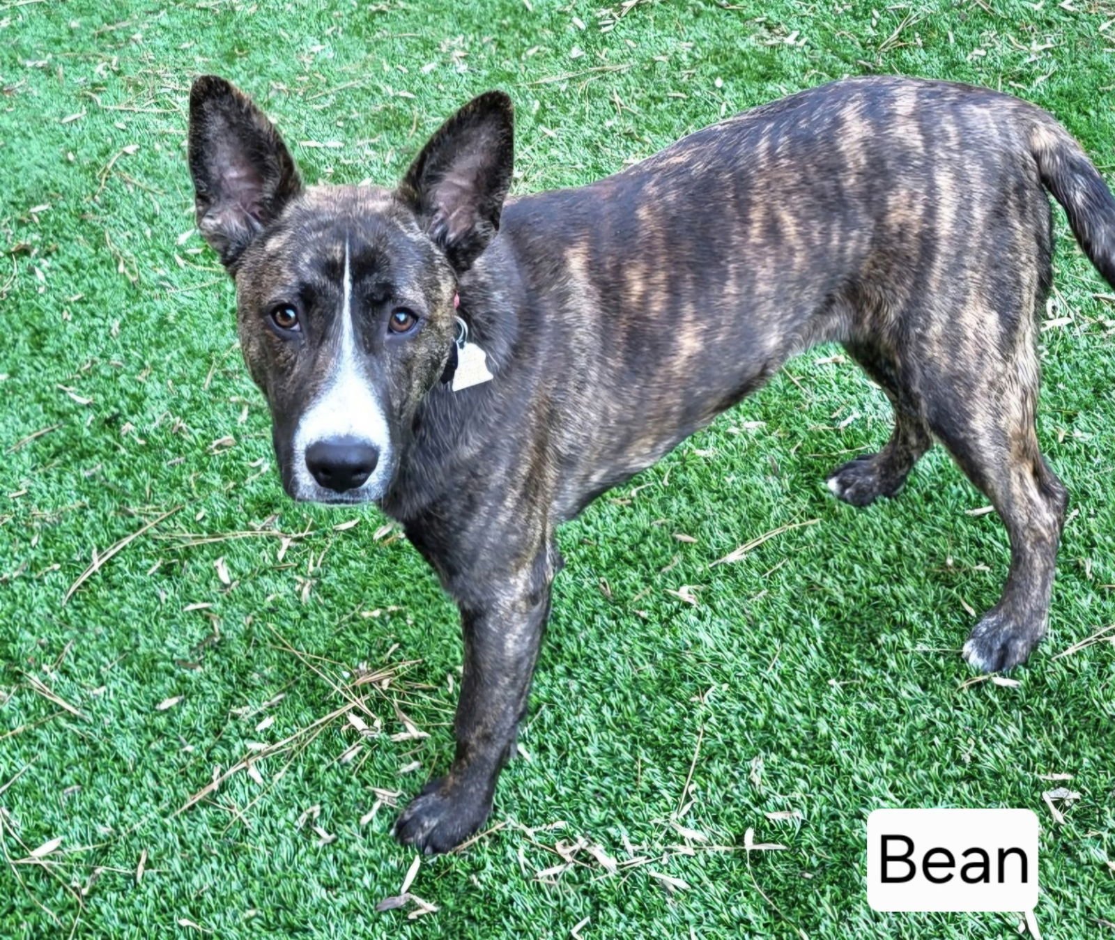 BEAN SCAS - Carolina Dog available for adoption